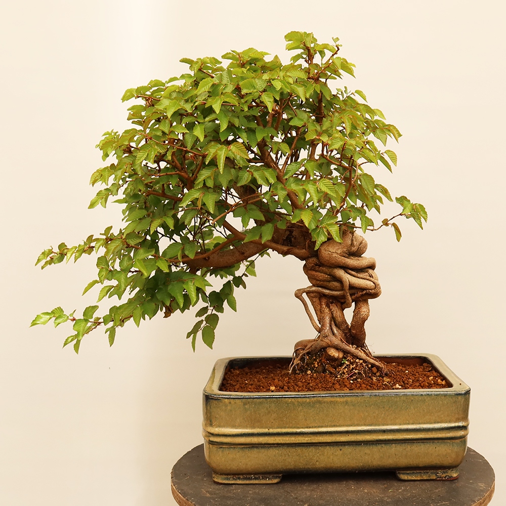 Outdoor bonsai - Carpinus Coreana - Korean hornbeam