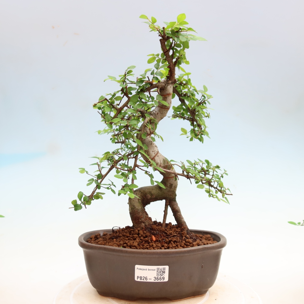 Room bonsai - Ulmus parvifolia - Small-leaved elm
