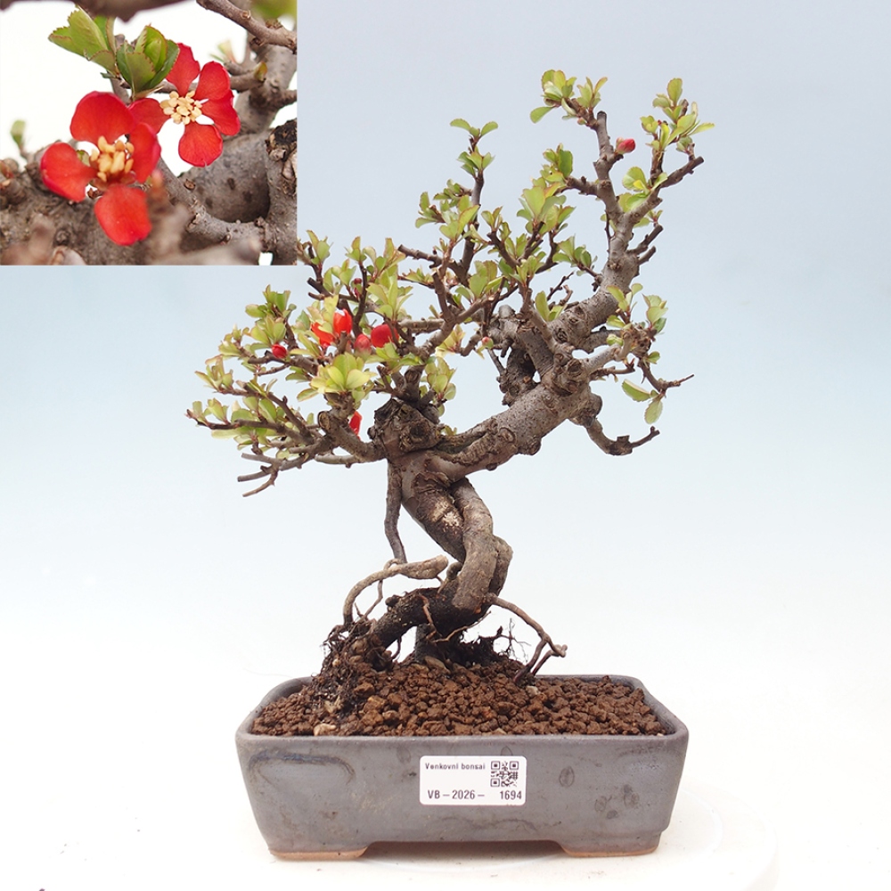 Outdoor bonsai - Chaneomeles speciosa - Quince