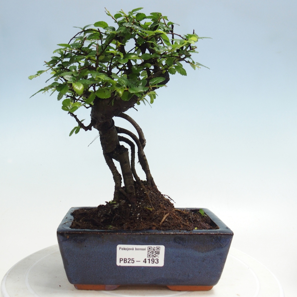 Room bonsai - Ulmus parvifolia - Small-leaved elm