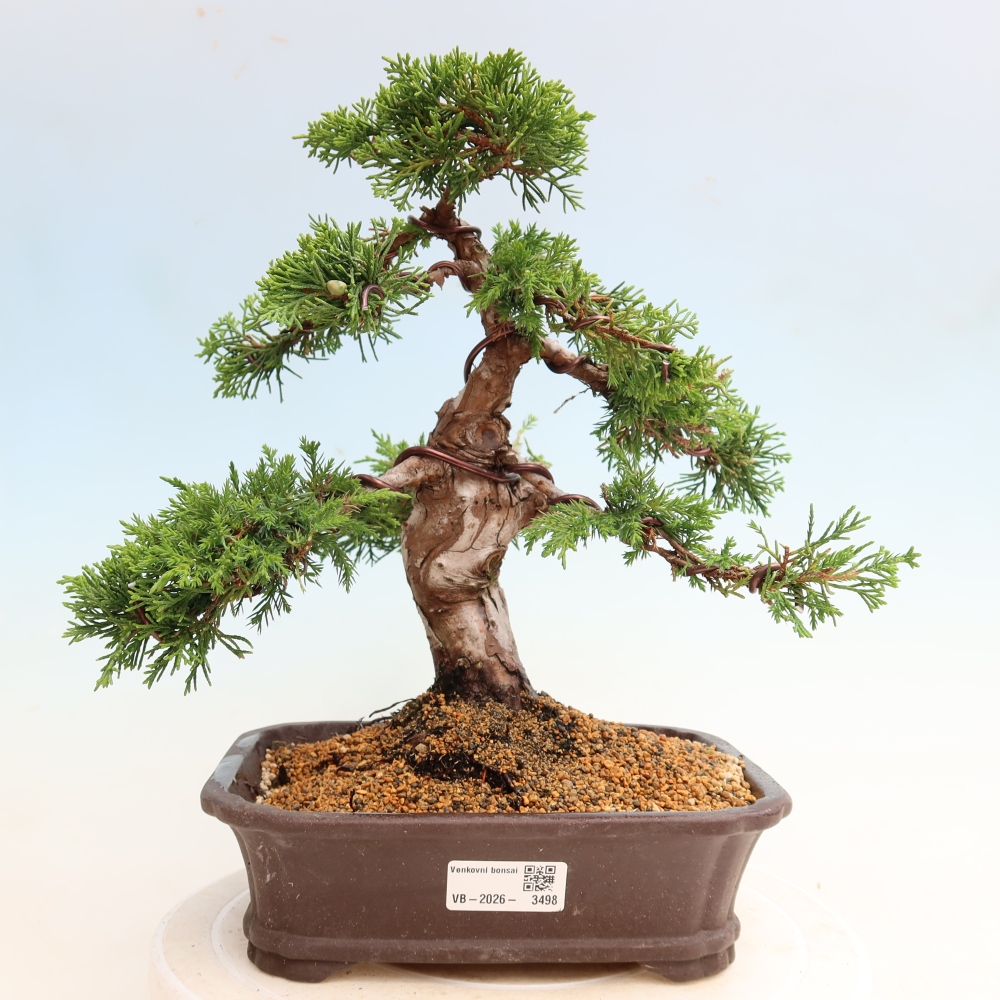 Outdoor Bonsai - Juniperus chinensis Itoigawa - Chinese Juniper