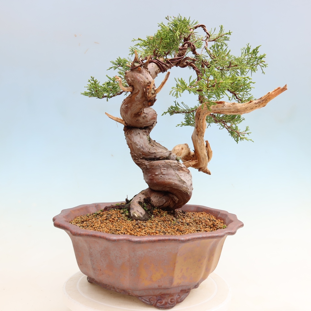 Outdoor Bonsai - Juniperus chinensis Itoigawa - Chinese Juniper