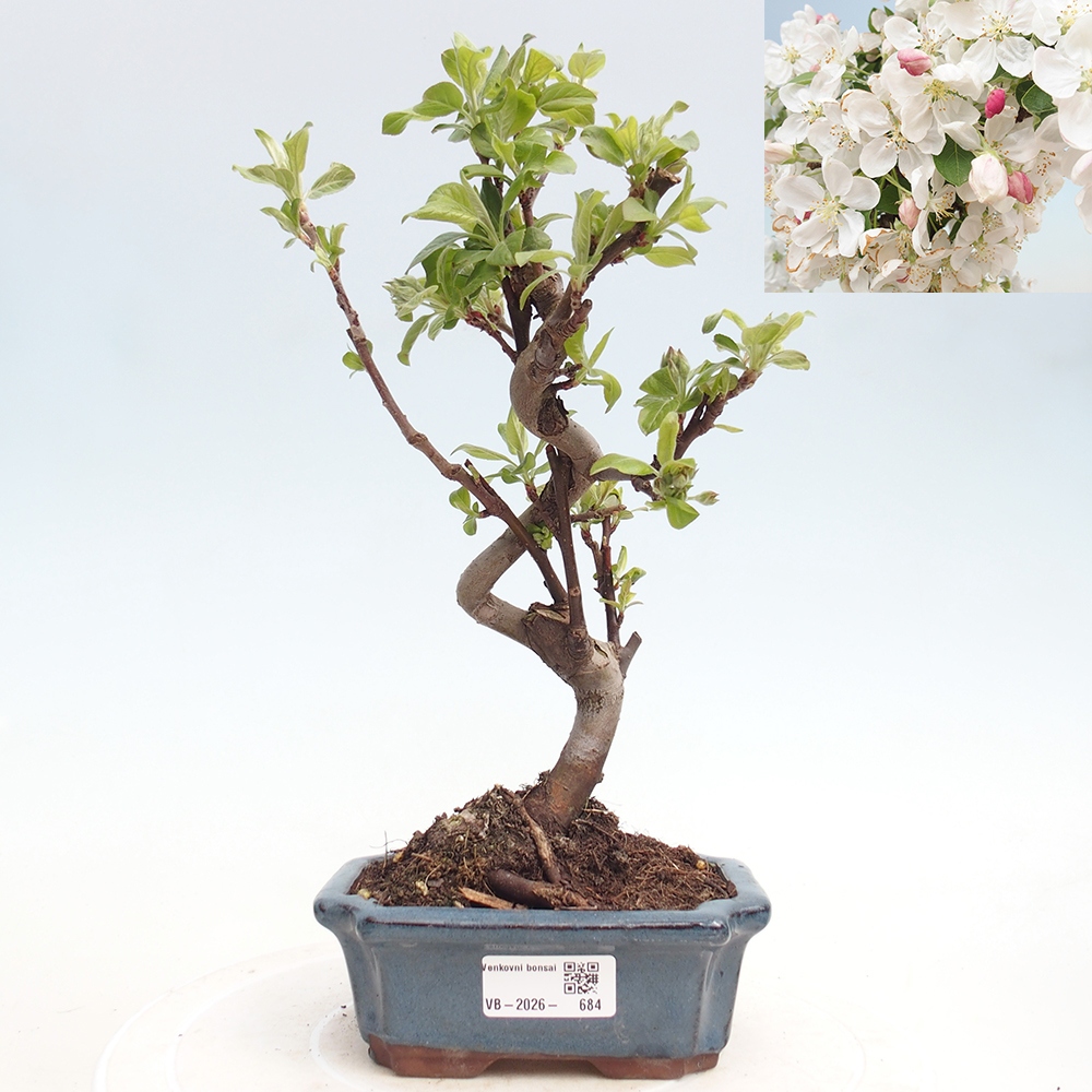 Outdoor bonsai -Malus halliana - Small-fruited apple tree