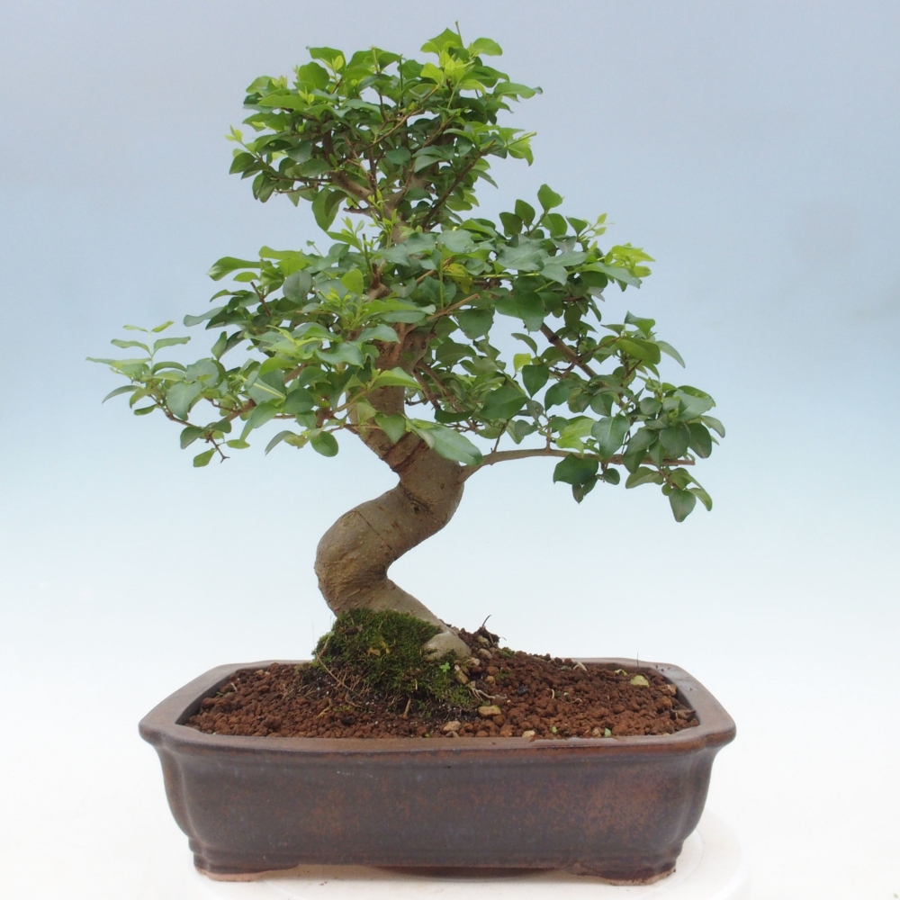 Indoor bonsai - Ligustrum chinensis - Bird's eye view