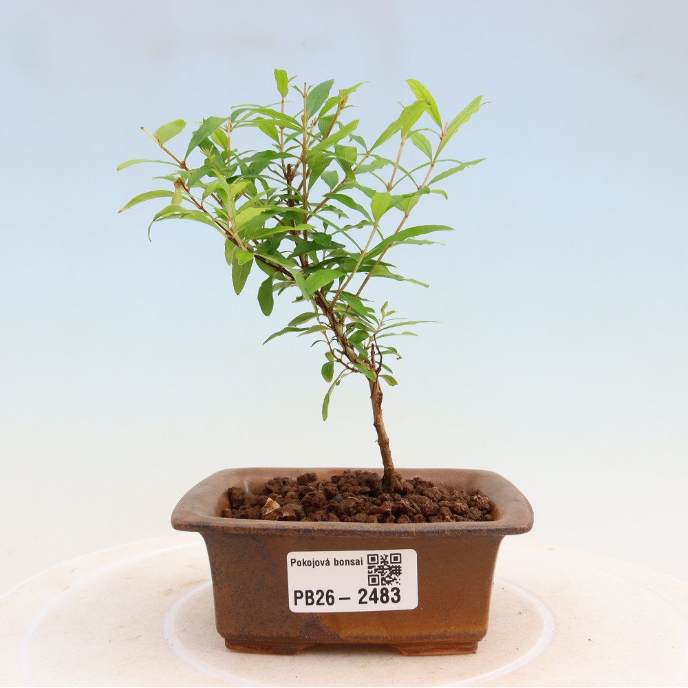 Room bonsai-PUNICA granatum nana-Granate apple