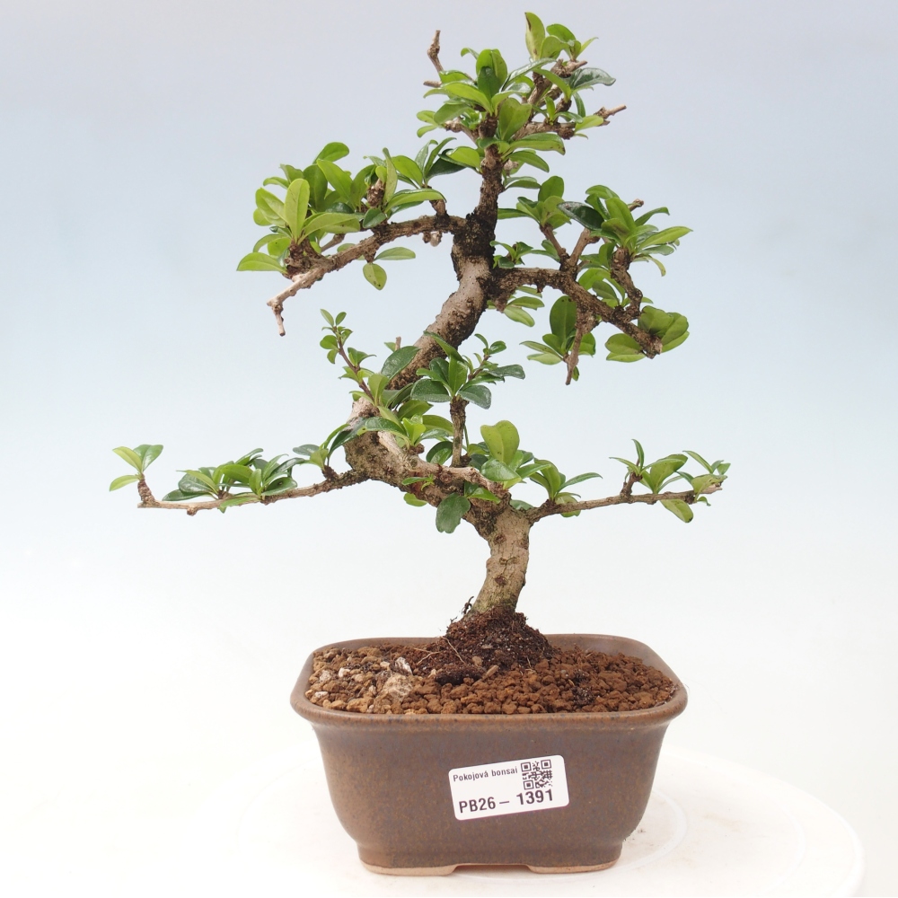 Room bonsai - Carmona macrophylla - Tea fuki