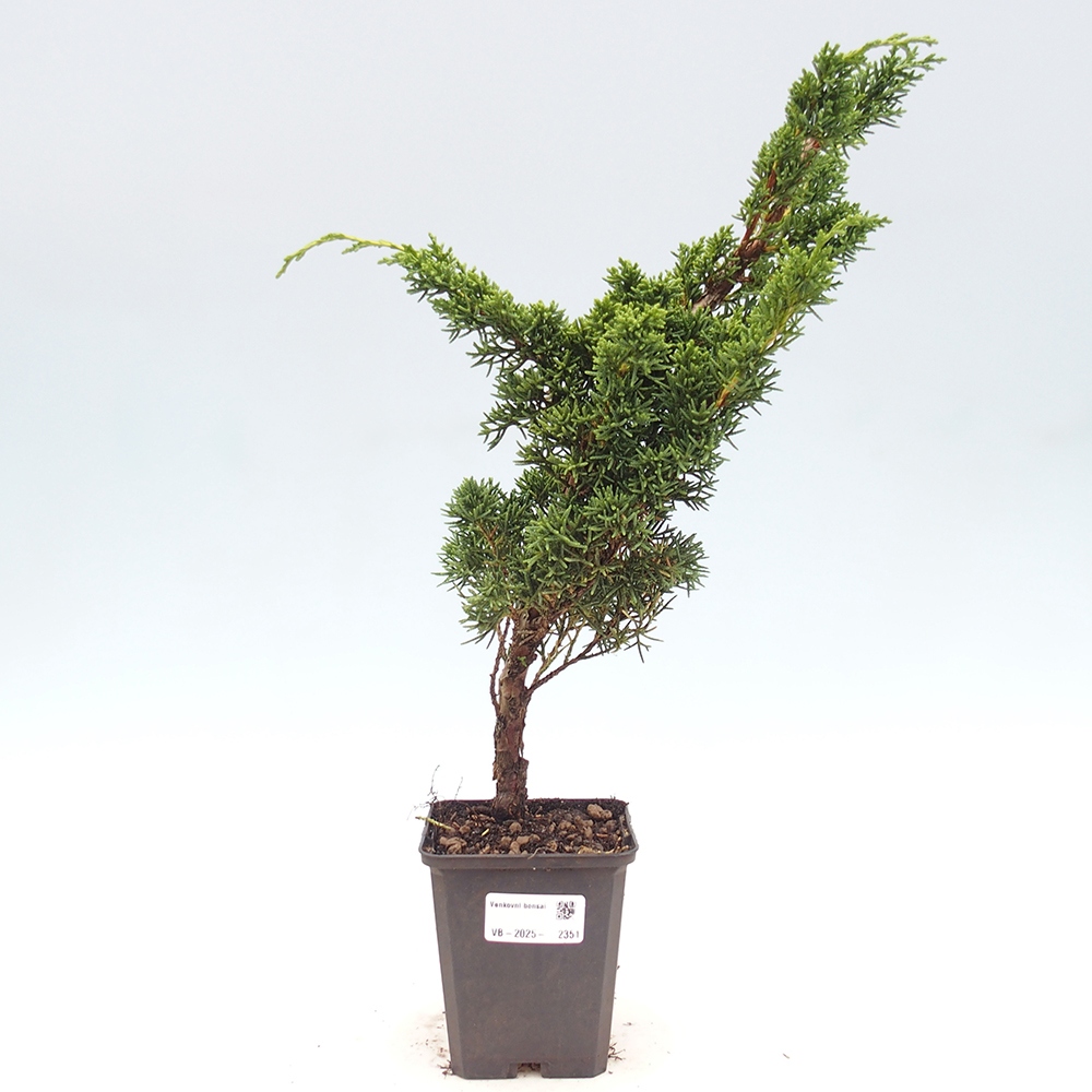 Outdoor bonsai - Juniperus chinensis Kishu - Chinese juniper