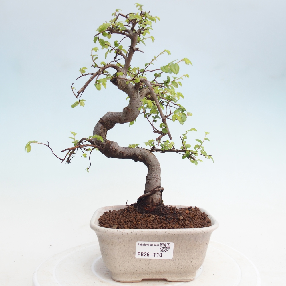 Room bonsai - Ulmus parvifolia - Small-leaved elm