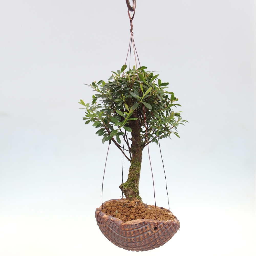 Kokedama in ceramic - Syzygium - Allspice