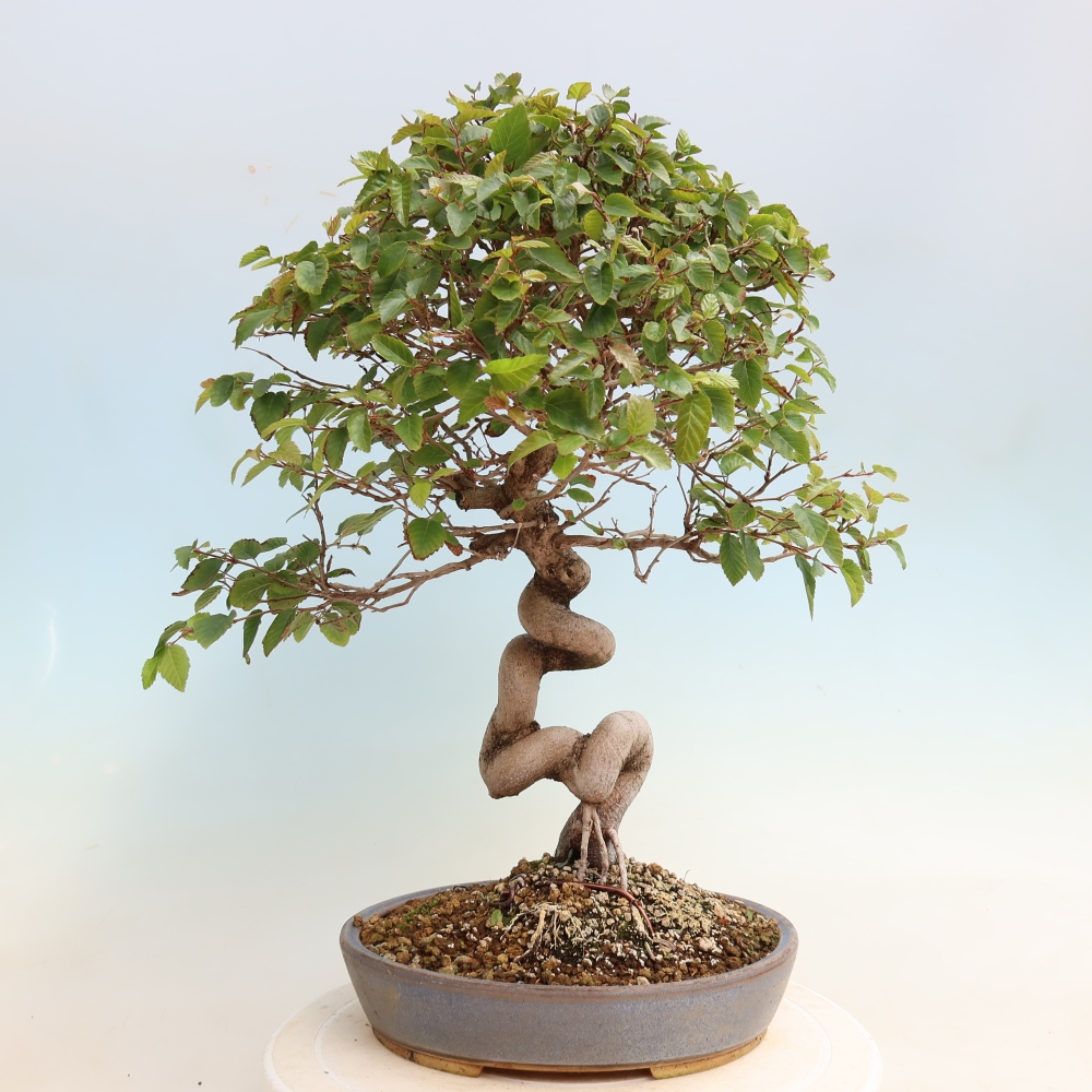 Outdoor bonsai -Carpinus CARPINOIDES - Korean Hornbeam