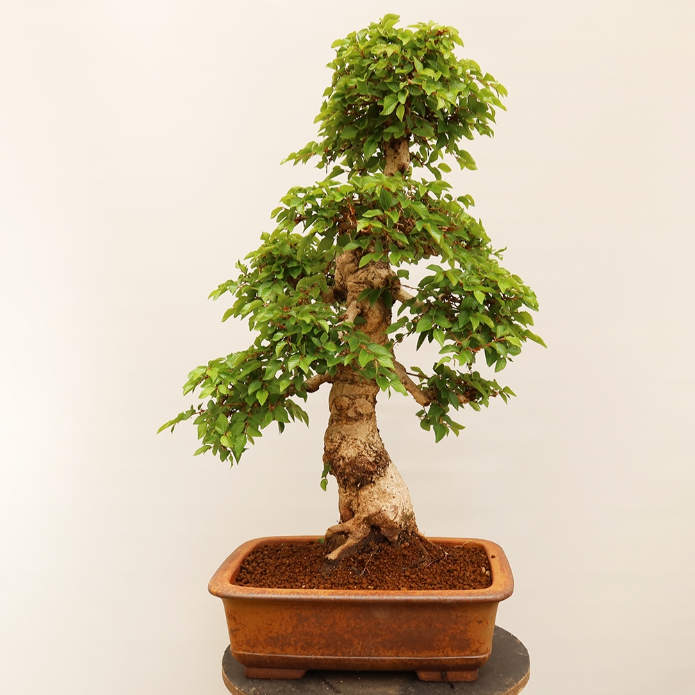Outdoor bonsai - Carpinus Coreana - Korean hornbeam