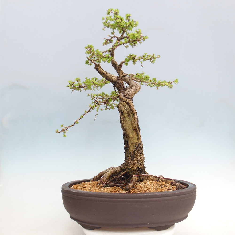 Outdoor bonsai -Larix decidua - Larch - Pallet transport only