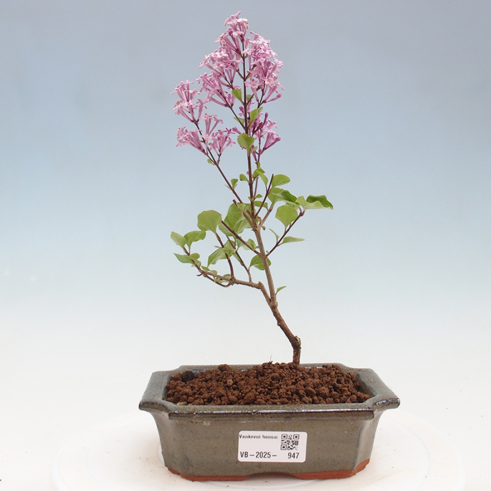 Outdoor bonsai - Syringa Meyeri Palibin - Meyer's Lilac