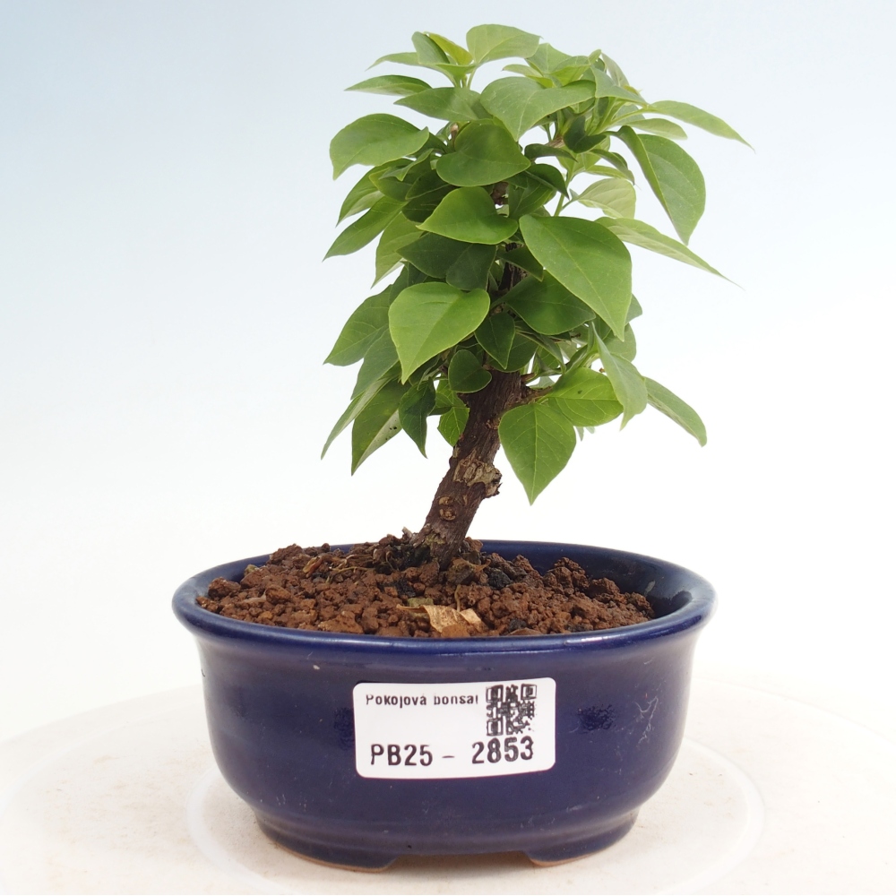 Indoor bonsai - Bouganwilea