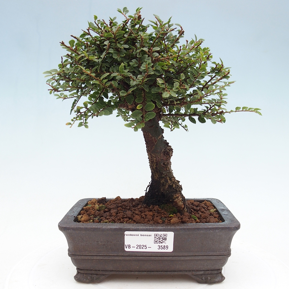Outdoor bonsai - Ulmus parvifolia Hokkaido - Chinese elm