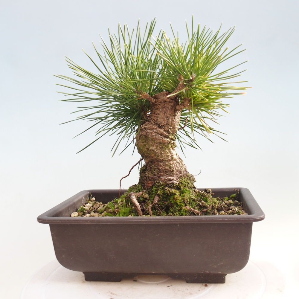 Outdoor bonsai - Pinus thunbergii - Thunberg pine
