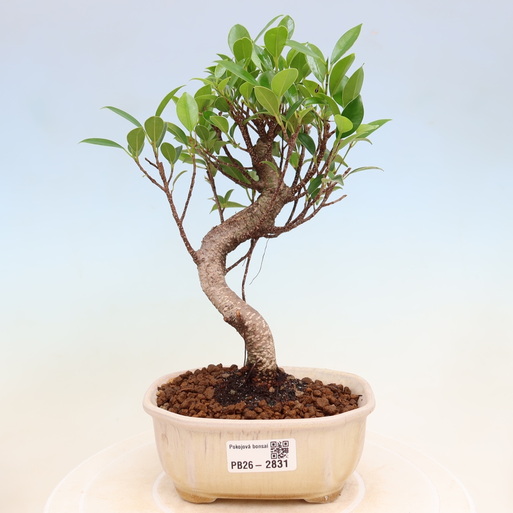 Room bonsai - Ficus kimmen - small-leaved ficus