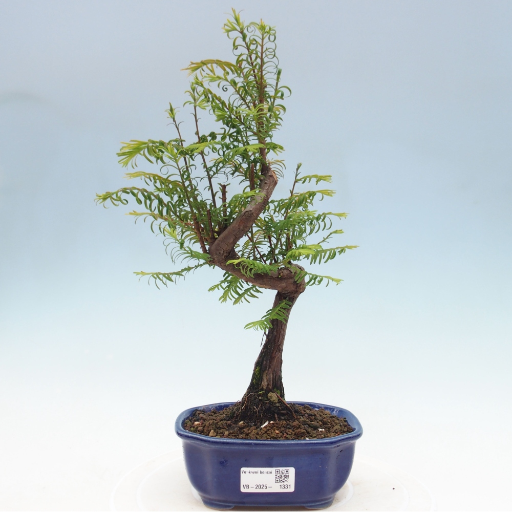 Outdoor bonsai - Metasequoia glyptostroboides - Chinese Metasequoia