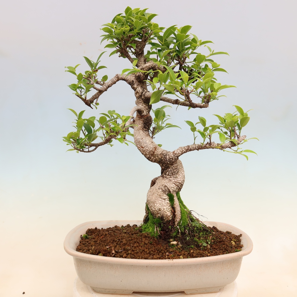 Room bonsai - Ficus kimmen - small-leaved ficus