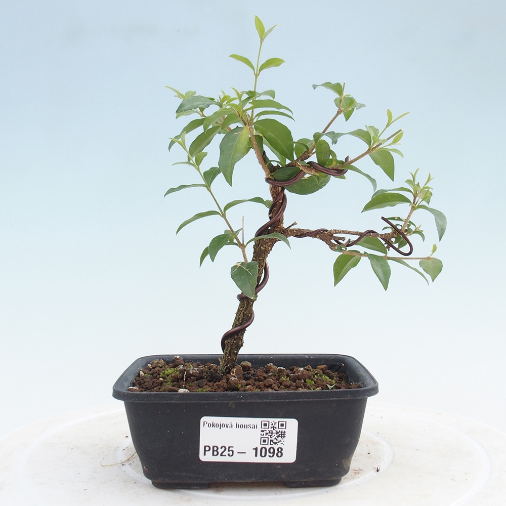Room bonsai - Malpighia coccigera- Barbdorian cherry