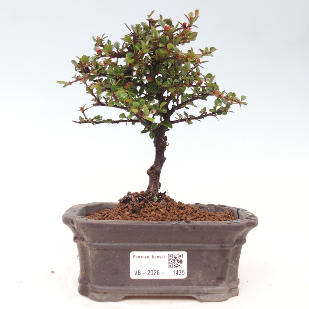 Outdoor bonsai - Cotoneaster horizontalis - Rocky Mountain