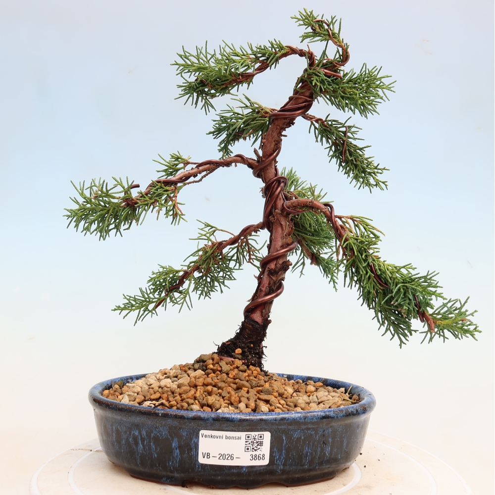 Outdoor bonsai - Juniperus chinensis Kishu