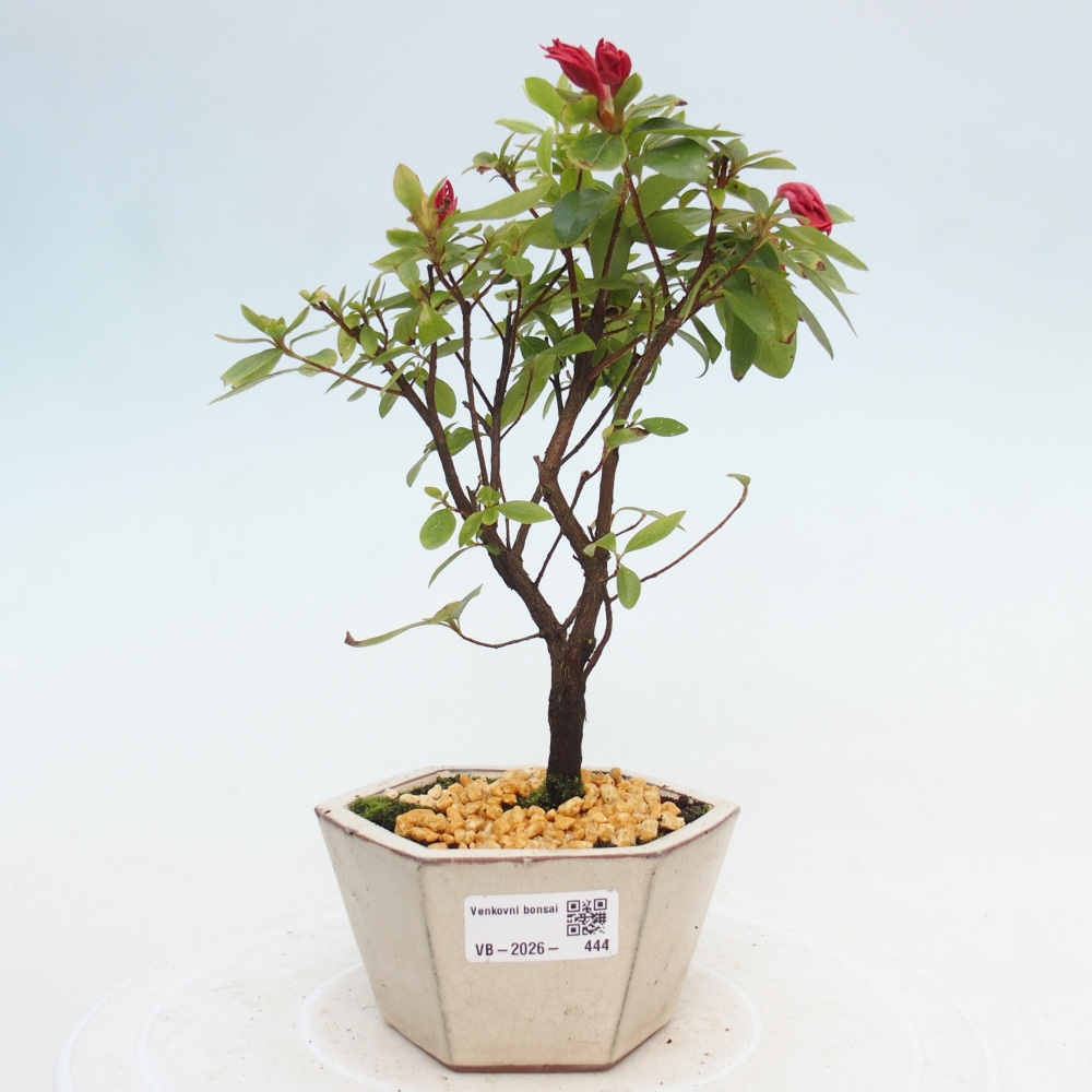 Outdoor bonsai - Japanese azalea - Azalea sp.
