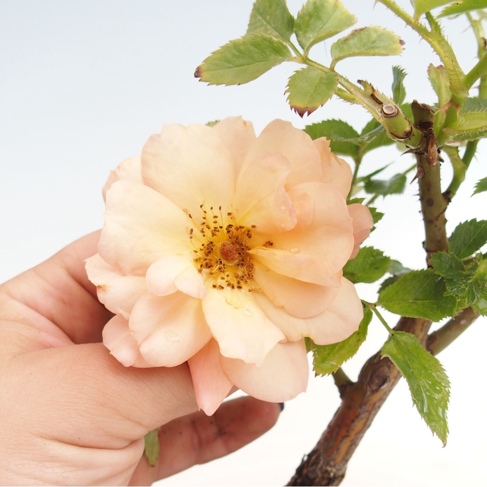 Outdoor bonsai - Rosa Kordes -  rose