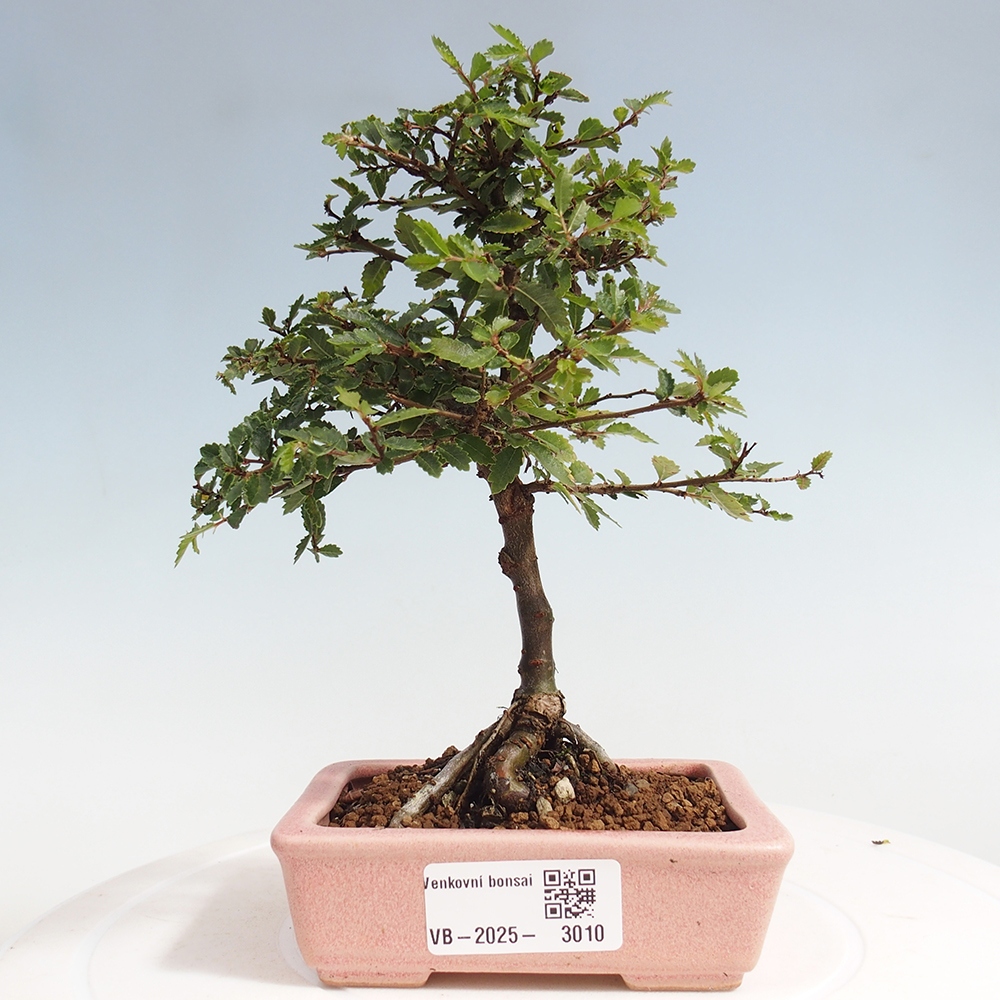 Outdoor bonsai - Ulmus parvifolia Sagei - Small-leaved elm
