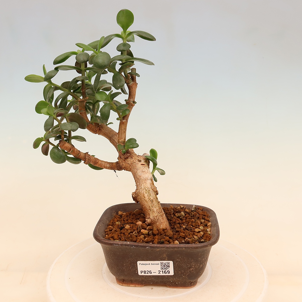 Room bonsai - Portulakaria Afra - Tlustice