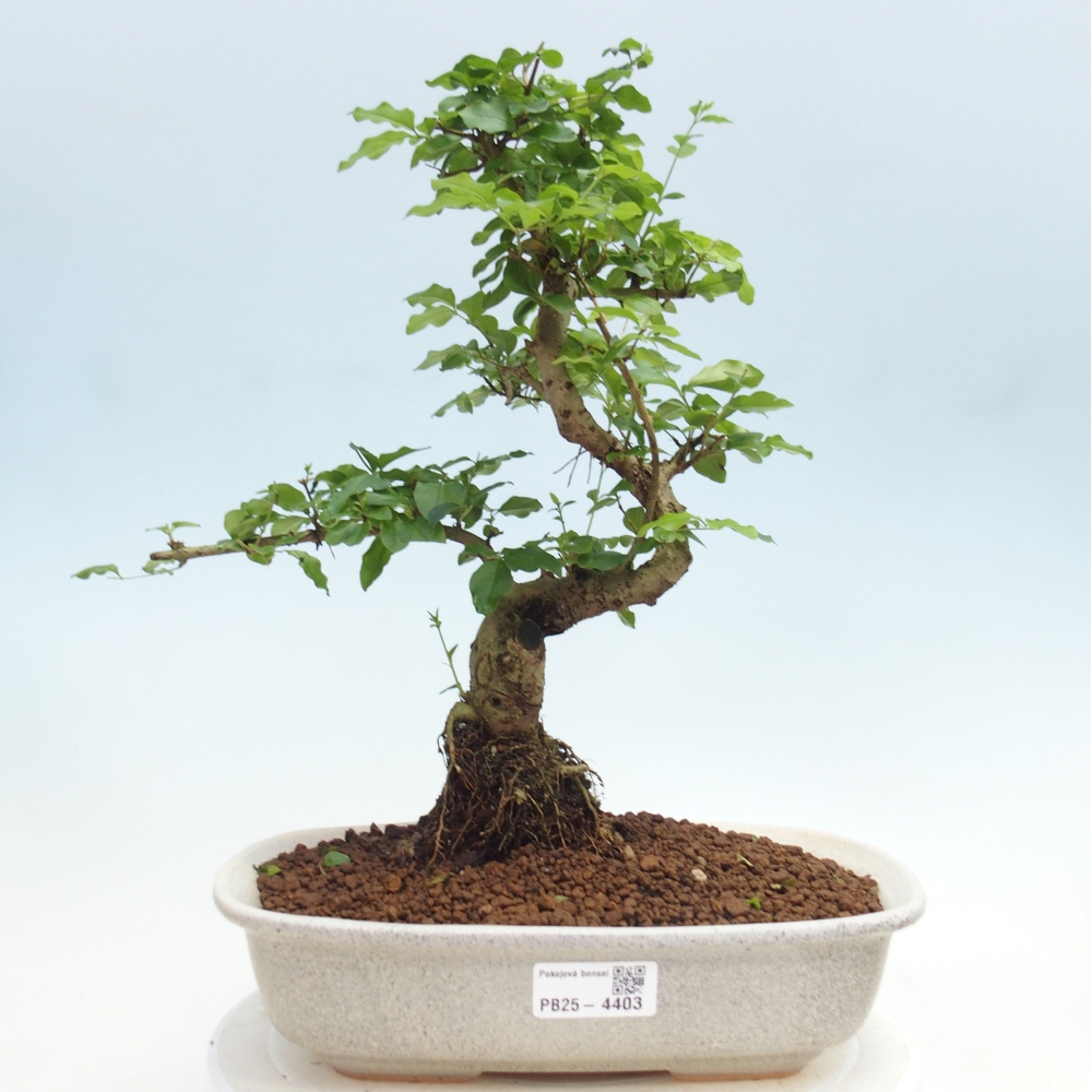 Room bonsai -Ligustrum chinensis - Birds Beak