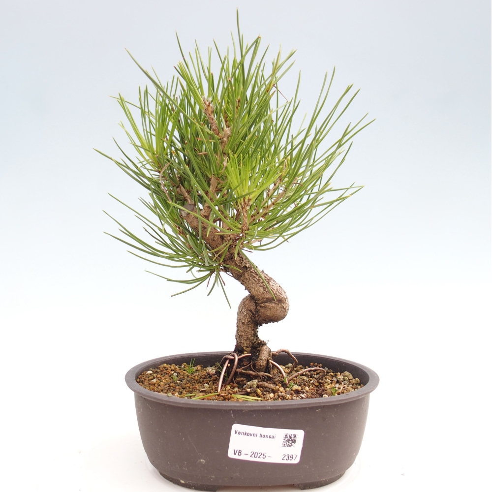 Outdoor bonsai - Pinus thunbergii - Thunbergia pine