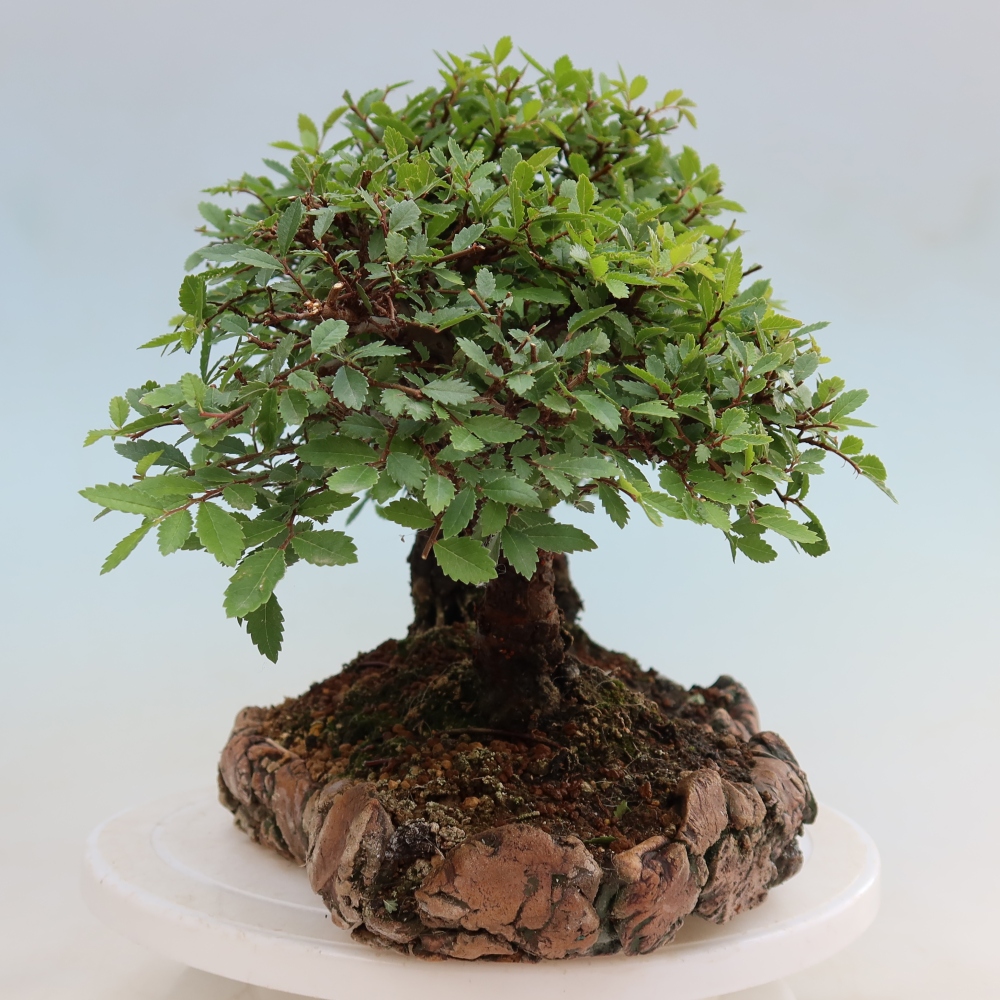 Outdoor Bonsai - Zelkova - Zelkova NIRE - Grove