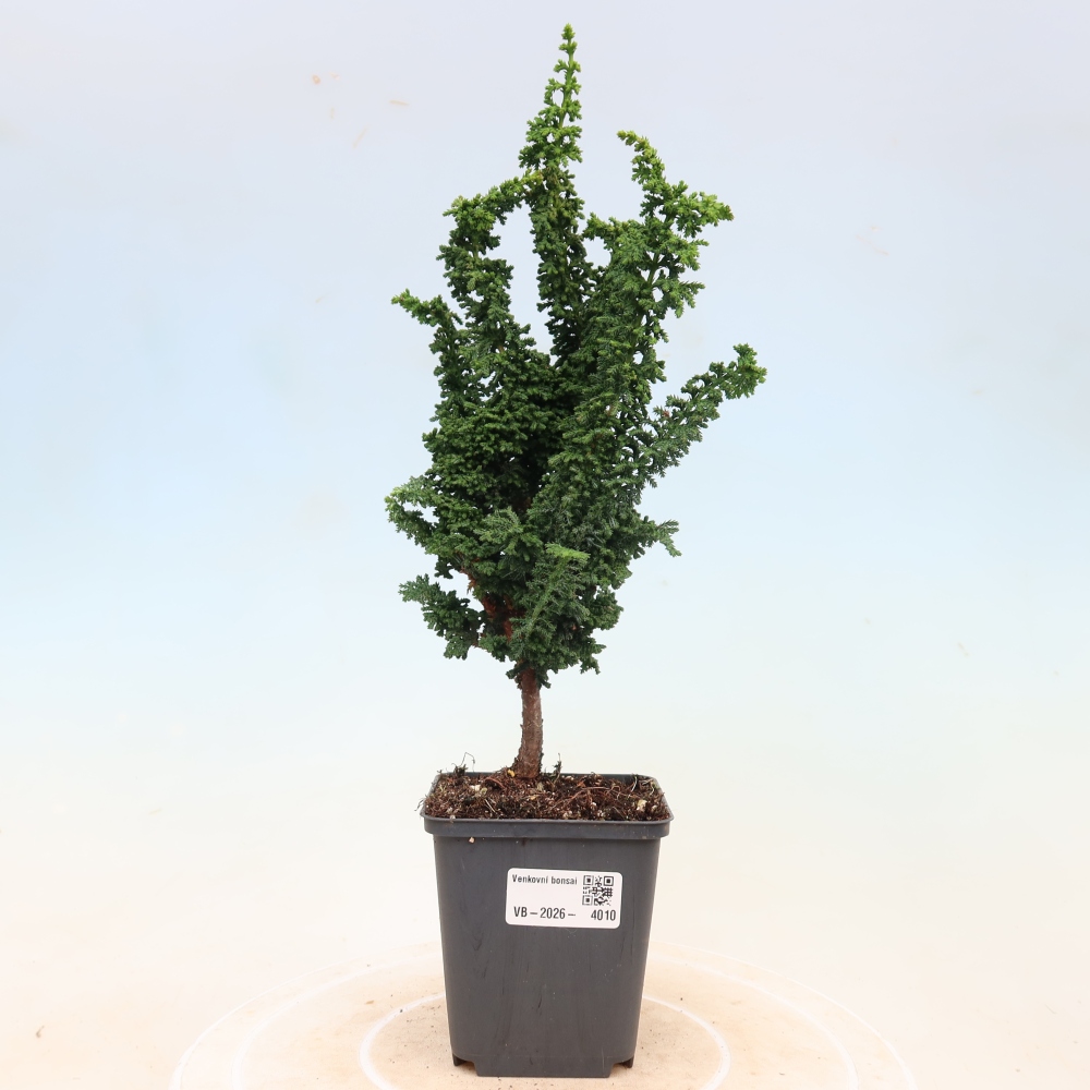 Outdoor bonsai - Cham. obtusa SEKKA HINOKI - Cypress