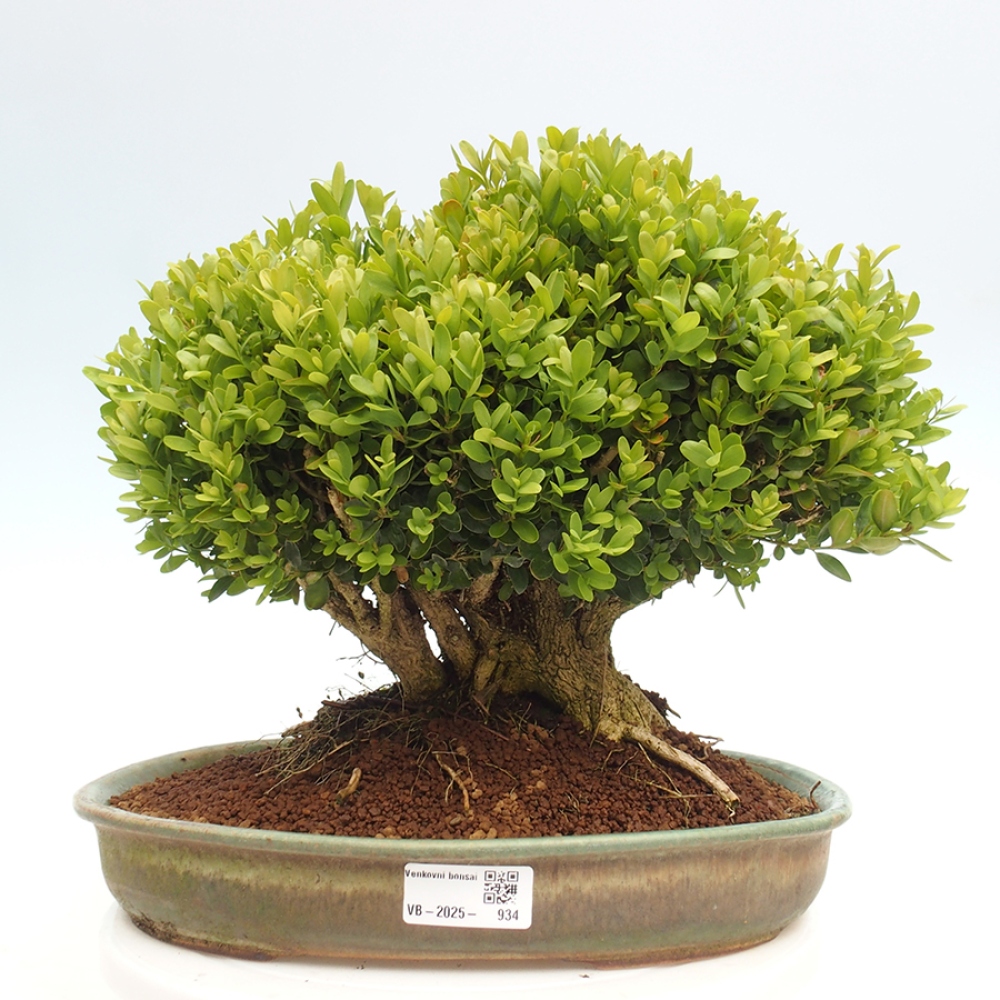 Outdoor bonsai - Buxus sempervirens - boxwood