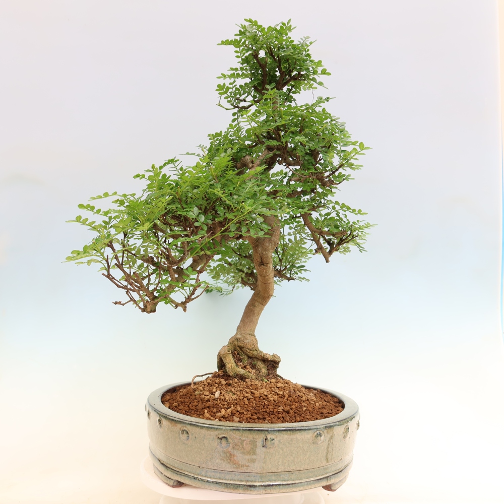 Room bonsai - Zantoxylum piperitum - pepper tree