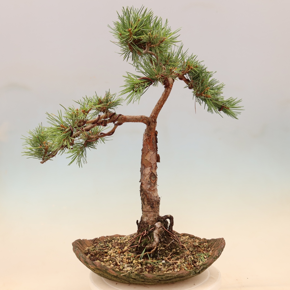 Outdoor Bonsai - Pinus sylvestris 'Watererri' - Scots Pine
