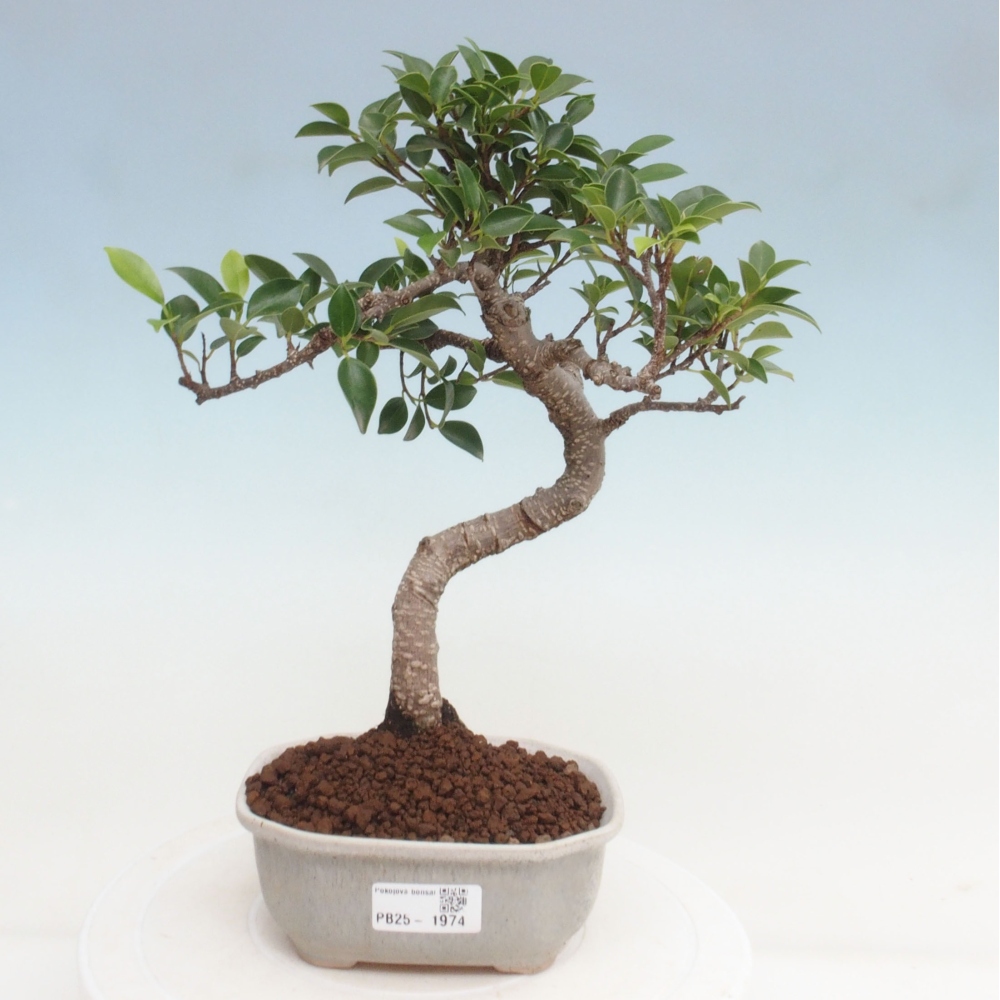 Indoor bonsai - Ficus retusa - small ficus