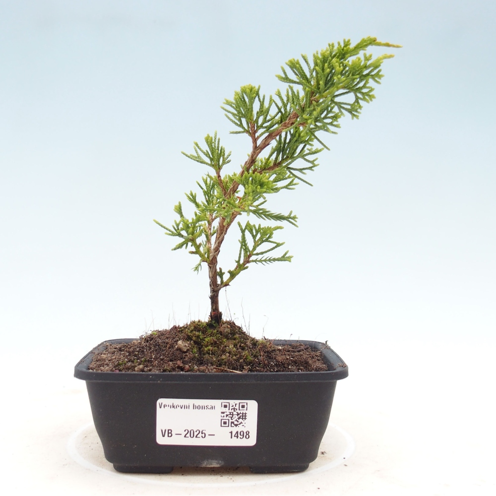 Outdoor bonsai - Juniperus chinensis Itoigawa - Chinese juniper