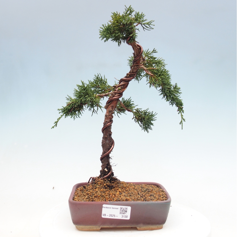 Outdoor bonsai - Juniperus chinensis Kishu - Chinese Juniper