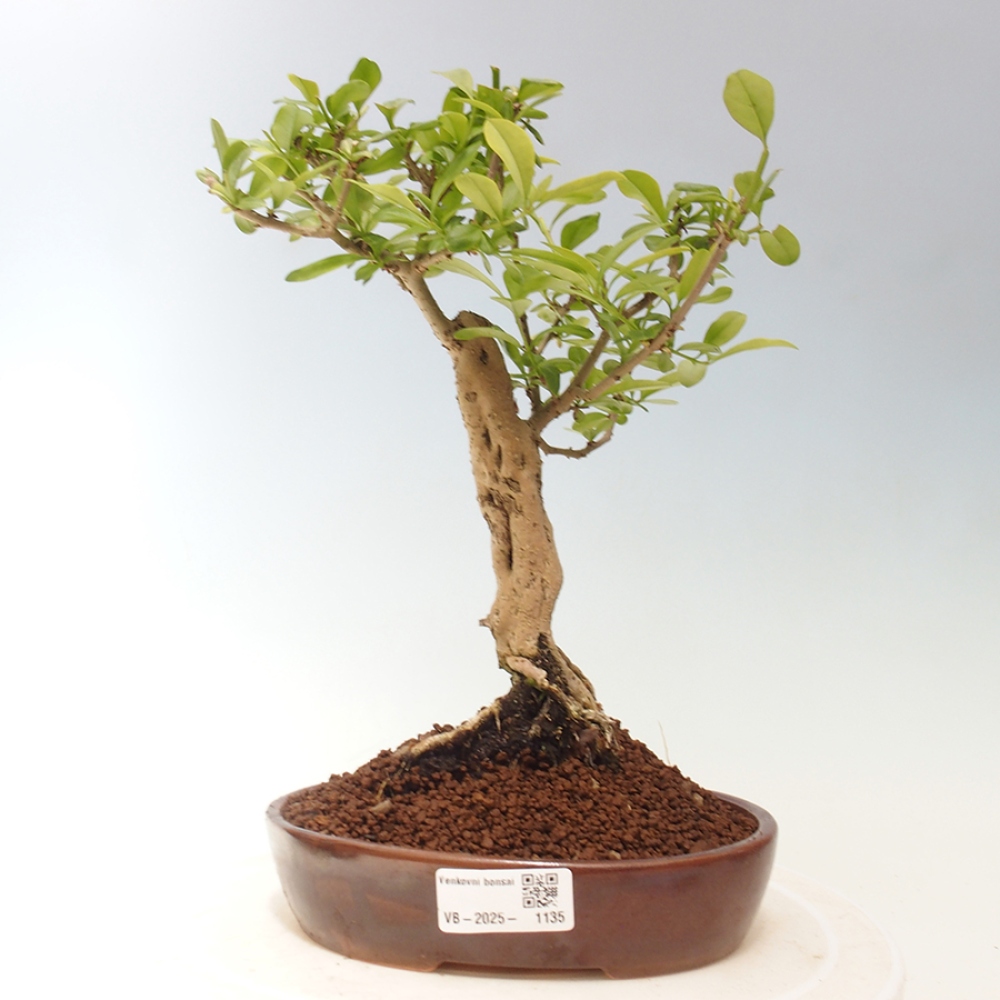Outdoor bonsai - Prunus spinosa - blackthorn