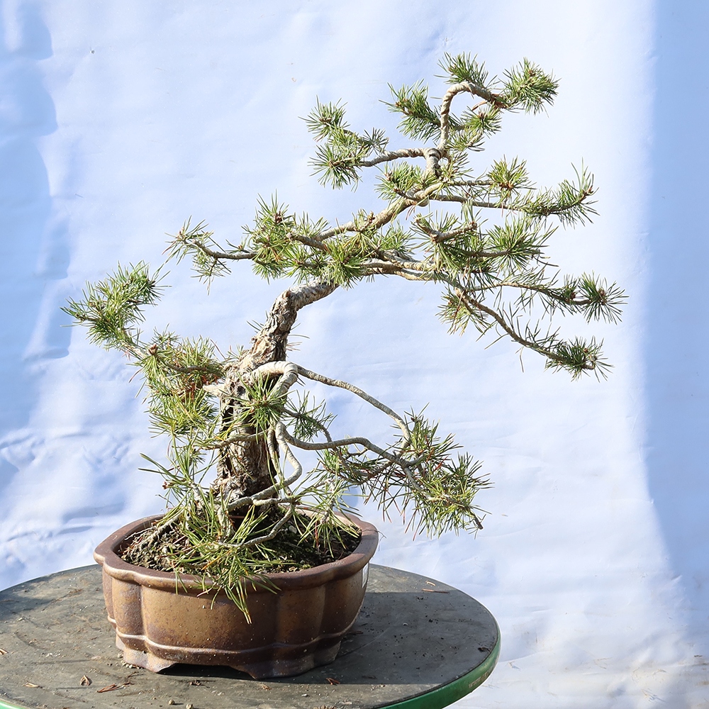 Pinus sylvestris Spain - Scots pine