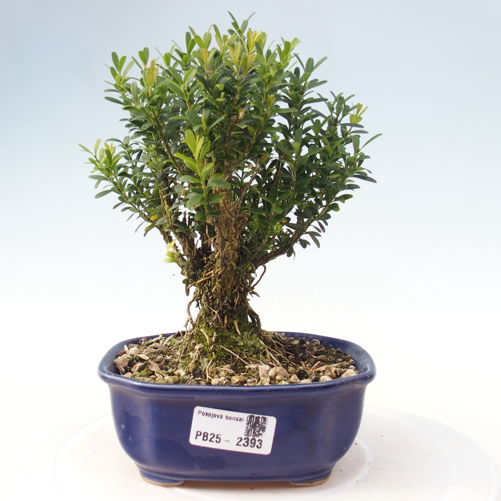 Indoor bonsai - Buxus harlandii - Cork boxwood