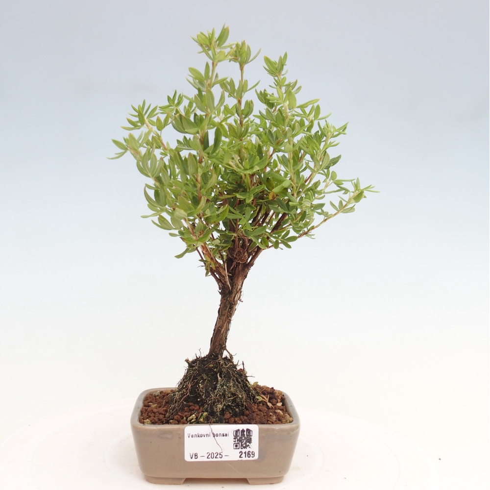 Outdoor bonsai-Cinquefoil - Potentila fruticosa yellow Bird