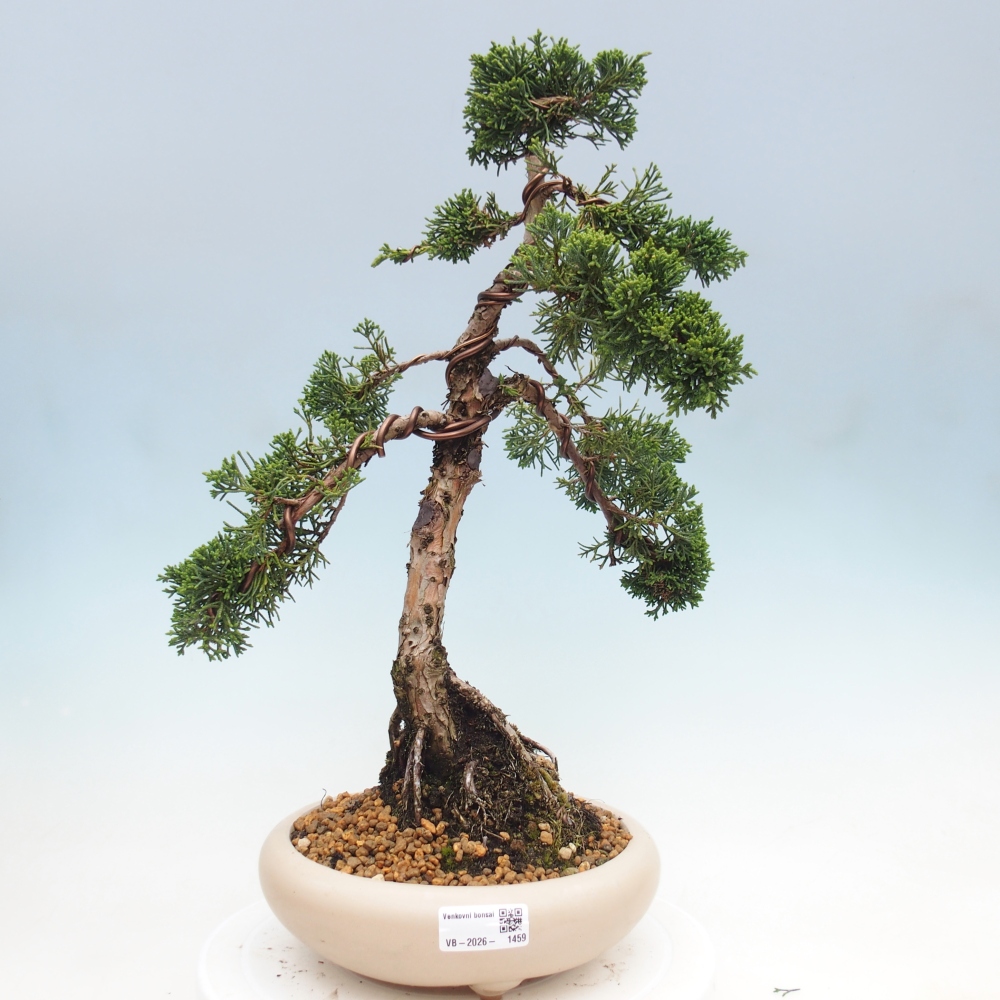 Outdoor bonsai - Juniperus chinensis Kishu