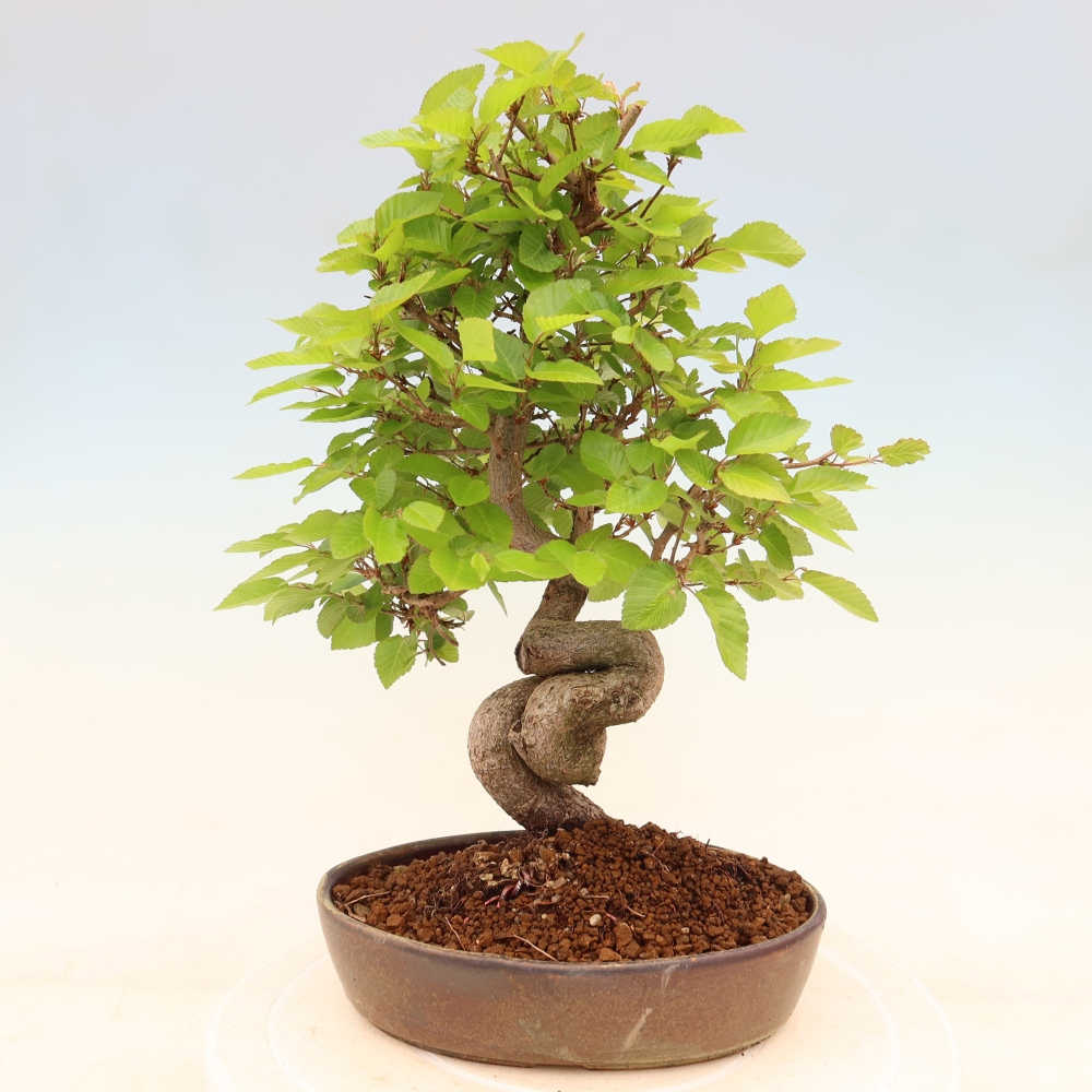 Outdoor bonsai -Carpinus coreana - Korean Hornbeam