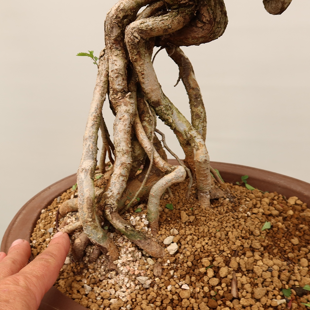 Outdoor bonsai - Zelkova - Zelkova NIRE