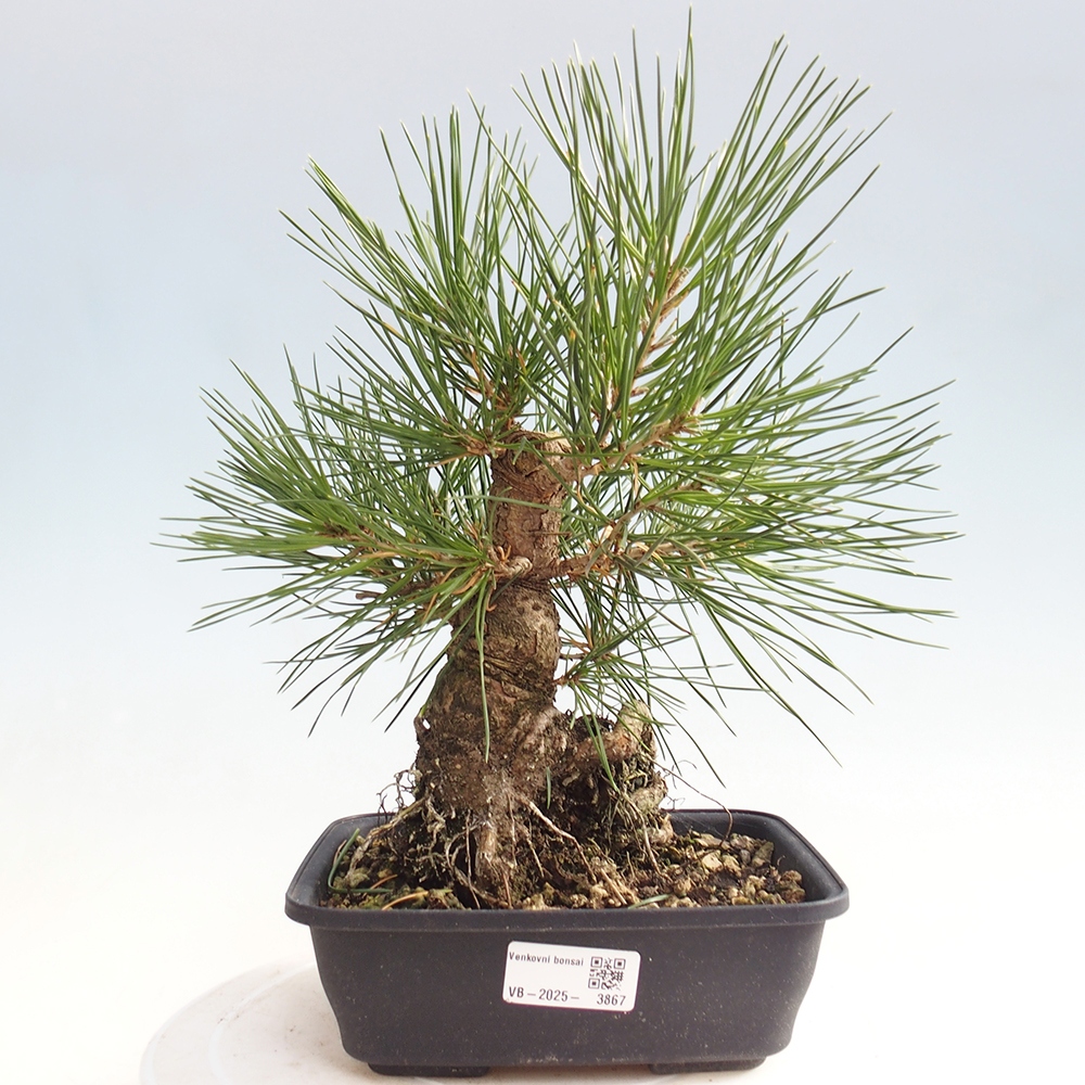 Outdoor bonsai - Pinus thunbergii - Thunberg pine