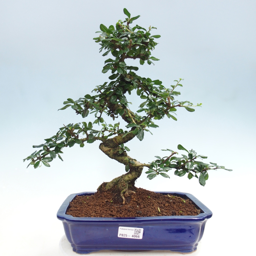 Room bonsai - Carmona macrophylla - Tea fuki