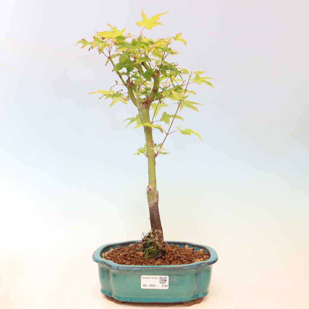 Acer palmatum Aureum - Golden Maple